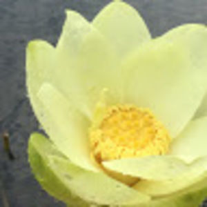 Meet your Posher, Summer